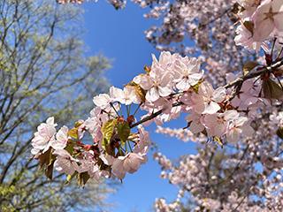 sakura2026_05_01tokiwa002.jpg