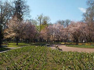 sakura2026_05_01tokiwa003.jpg