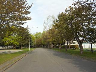 sakura2026_05_07hanasaki004.jpg