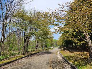 sakura2026_05_07kagura003.jpg