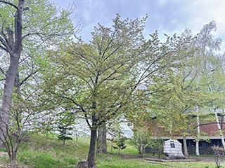 sakura2026_05_07tokiwa001.jpg