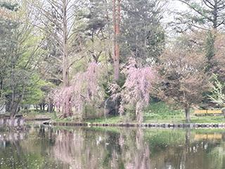 sakura2026_05_07tokiwa003.jpg
