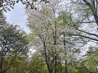 sakura2026_05_07tokiwa004.jpg