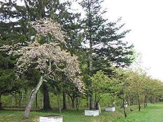 sakura2026_05_08asahiyama001.jpg