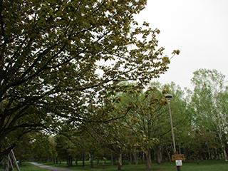 sakura2026_05_08syunkoudai003.jpg