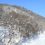 雪の嵐山（2026.1.29）