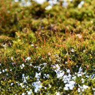 雪中のコケ植物