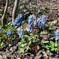 エゾエンゴサク（ｹｼ科、2026.4.17）