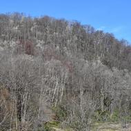 キタコブシの嵐山（2026.4.24）