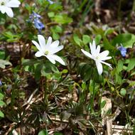 アズマイチゲ（ｷﾝﾎﾟｳｹﾞ科、2026.4.17）