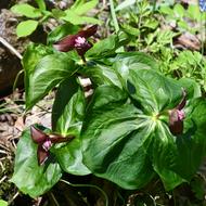 エンレイソウ（ｼｭﾛｿｳ科、2026.4.24）