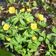 エゾキンポウゲ（ｷﾝﾎﾟｳｹﾞ科、2026.4.24）