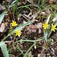 キバナノアマナ（ﾕﾘ科、2026.4.17）