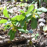 ナニワズ（ｼﾞﾝﾁｮｳｹﾞ科、2026.4.17）