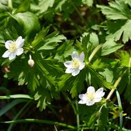 ニリンソウ（ｷﾝﾎﾟｳｹﾞ科、2026.4.24）