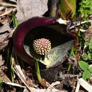 ザゼンソウ（ｻﾄｲﾓ科、2026.4.17）