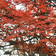 オオモミジ（ﾑｸﾛｼﾞ科、紅葉、2026.10.22）
