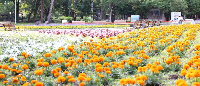 tokiwa_flower_2013_07_06_001.jpg