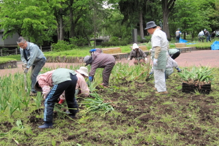 tokiwa_gb_2015_0609_004.JPG