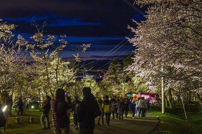 asahiyama_sakura_fes_2024_info_001.jpg