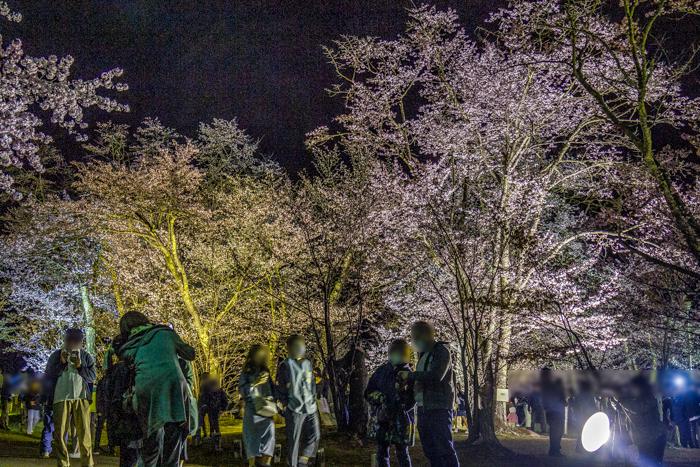 asahiyama_sakura_fes_2024_info_002.jpg