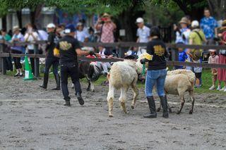 horse_show_2023_08_11_01.jpg