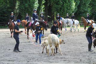 horse_show_2023_08_11_02.jpg