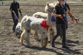 horse_show_2023_info_012.jpg