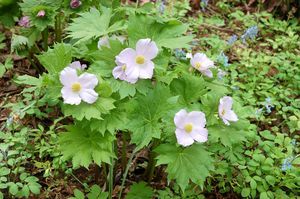 シラネアオイ(嵐山新緑まつり)