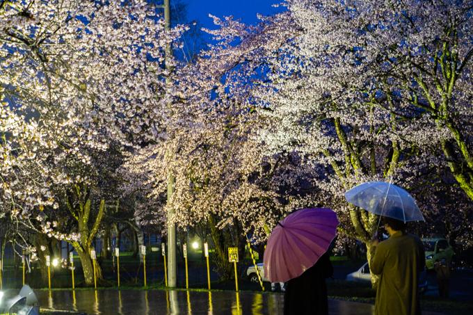 sakura_fes_2022_info_001.jpg