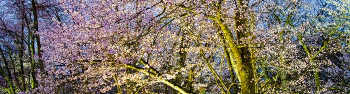 sakura_fes_2022_info_004.jpg