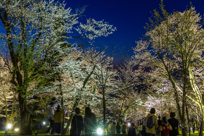 sakura_fes_2023_info_002.jpg