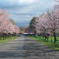 園路沿いの満開の桜