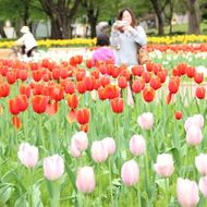 中央花壇のチューリップ（５月中旬）