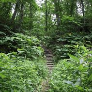 嵐山公園散策路（登山道）