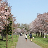 満開の桜