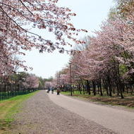 満開の桜