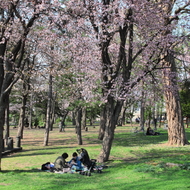 満開の桜（５月初旬～中旬）