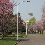 満開の桜