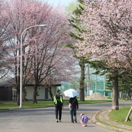 満開の桜