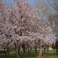 満開の桜