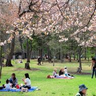 満開の桜