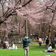 満開の桜