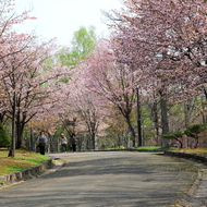 満開の桜