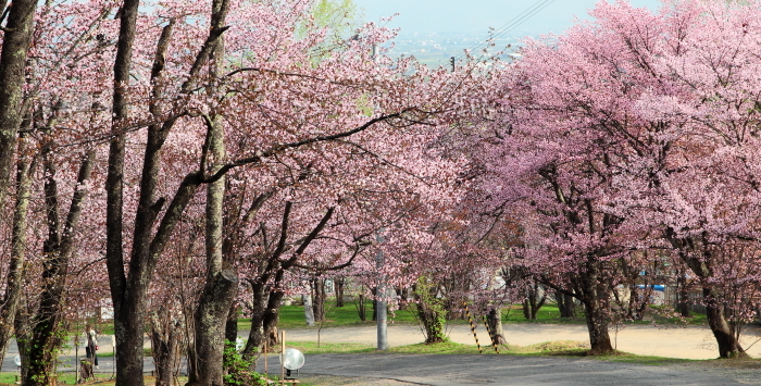 旭山公園メイン_2015_06