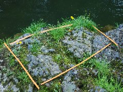 タカネタンポポ 方形枠