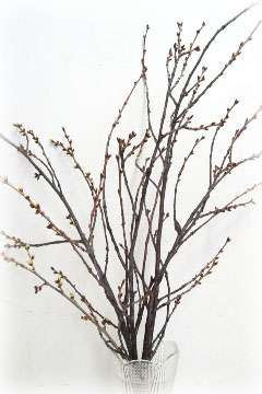 桜の剪定枝