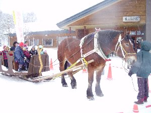 馬そり遊覧
