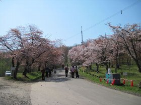 昨年の旭山公園