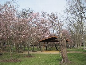 昨年の神楽岡公園